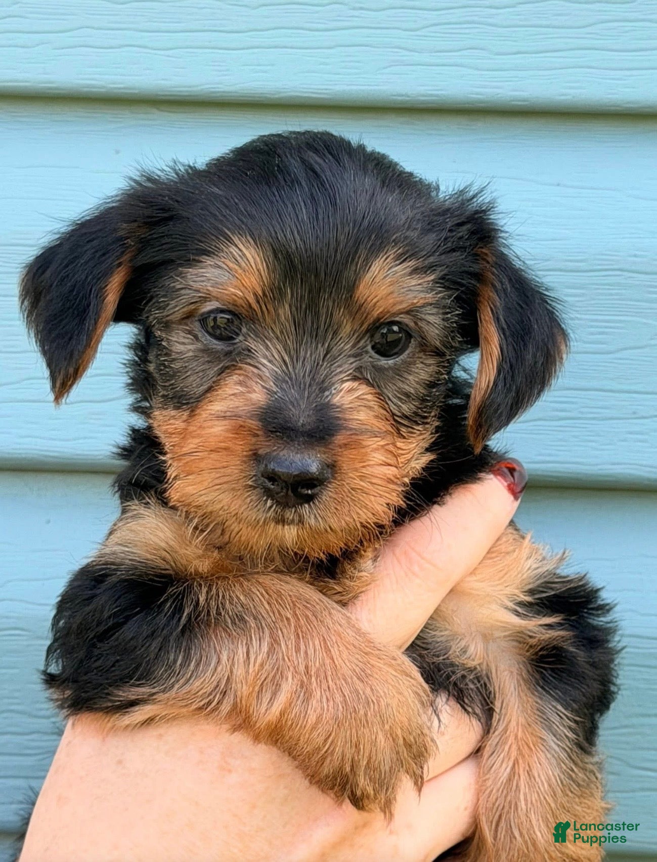 Yorkshire Terrier dogs for sale: Yorkshire Terrier Puppy 1 - Ad 2