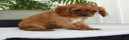 Cavalier King Charles Spaniel dogs for sale: Harper - Ad 5