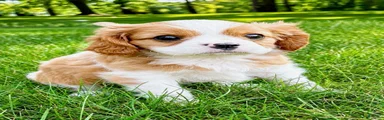 Cavalier King Charles Spaniel (Winston)