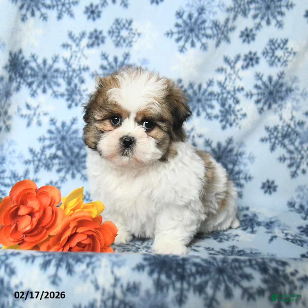 Teddy Bear dogs for sale: Monty - Ad 2