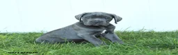 Cane Corso dogs for sale: River - Ad 9