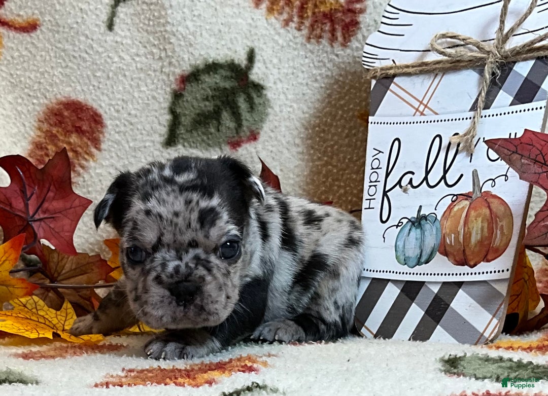 French Bulldog dogs for sale: Shell - Ad 20