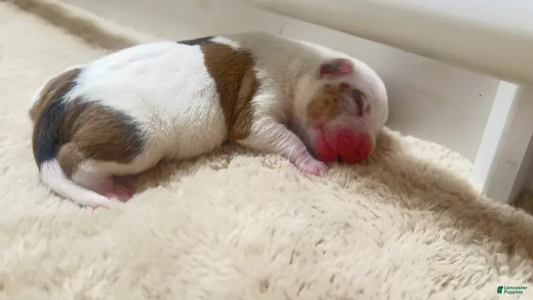 American Bully dogs for sale: American Bully 7 - Ad 2