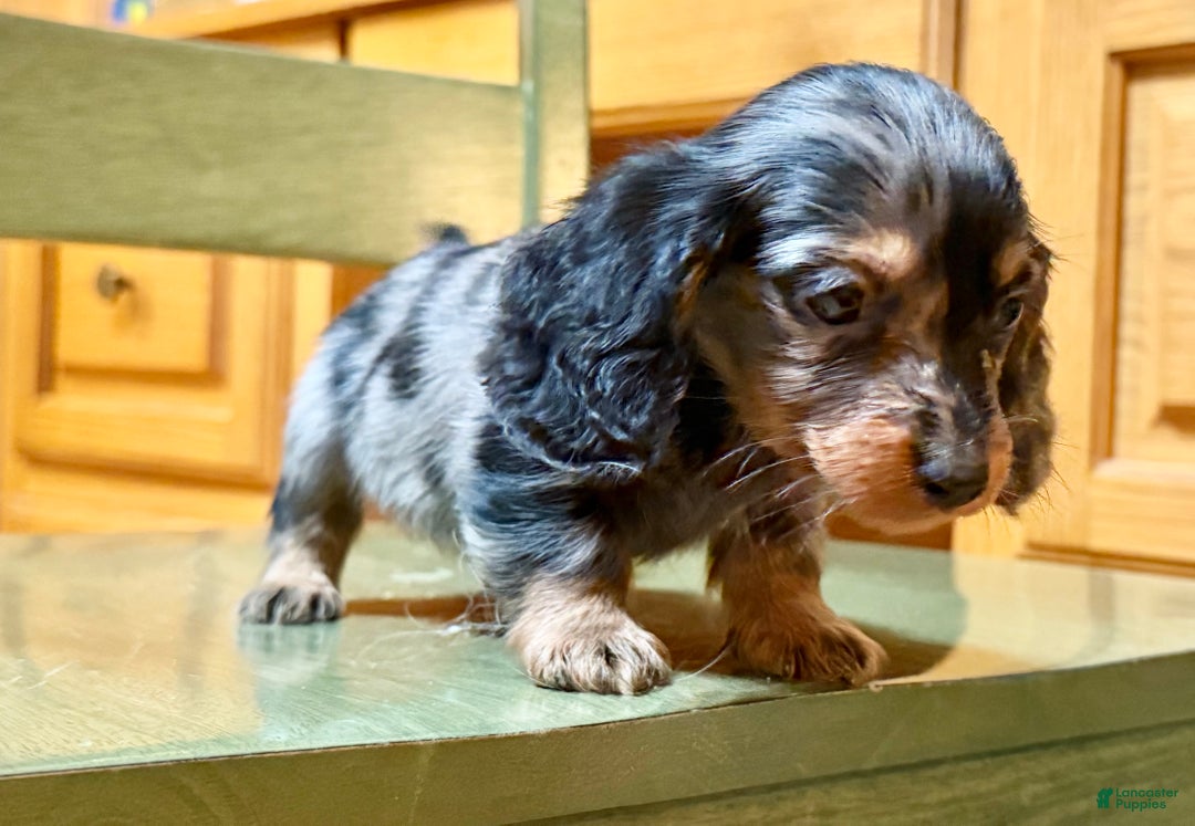Dachshund dogs for sale: Standard black and tan dapple - Ad 8