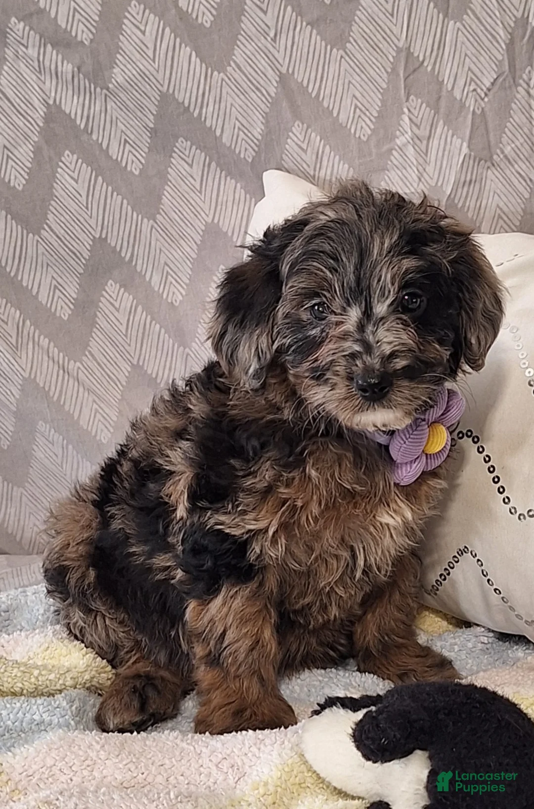 Mini Goldendoodle dogs for sale: Daisy - Ad 3