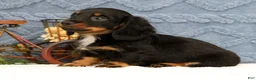 Miniature Dachshund dogs for sale: Joy - Ad 3