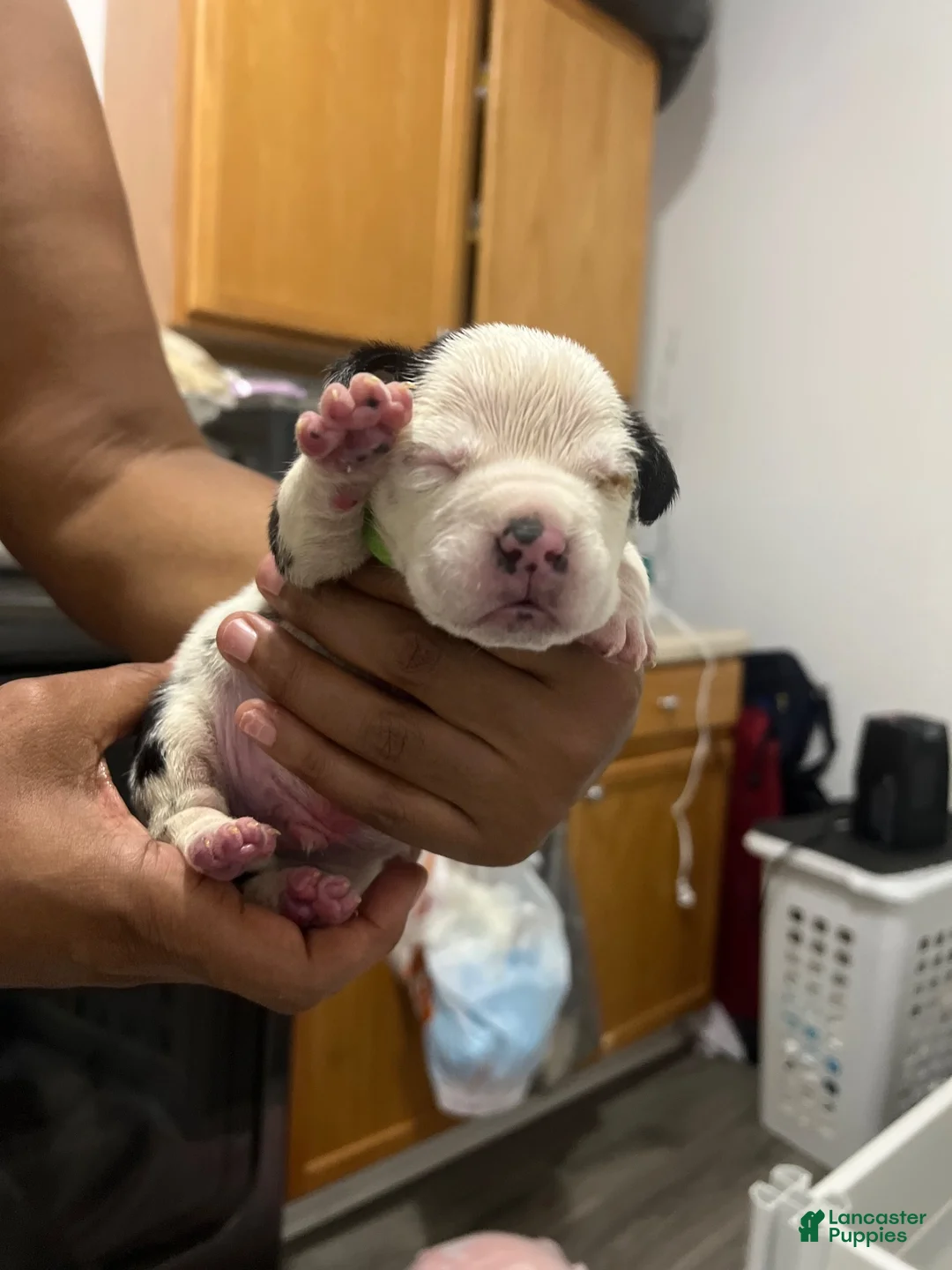 American Bully dogs for sale: American Bully 1 - Ad 1