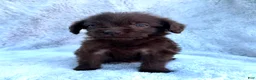 Labradoodle dogs for sale: Rambo - Ad 3