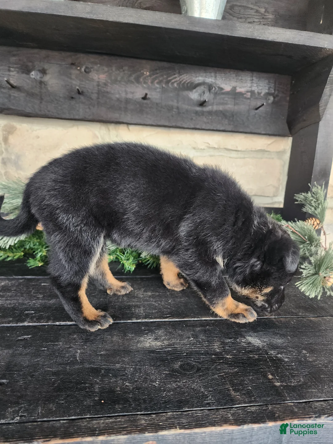 Mixed Breed dogs for sale: Ricky - Ad 8