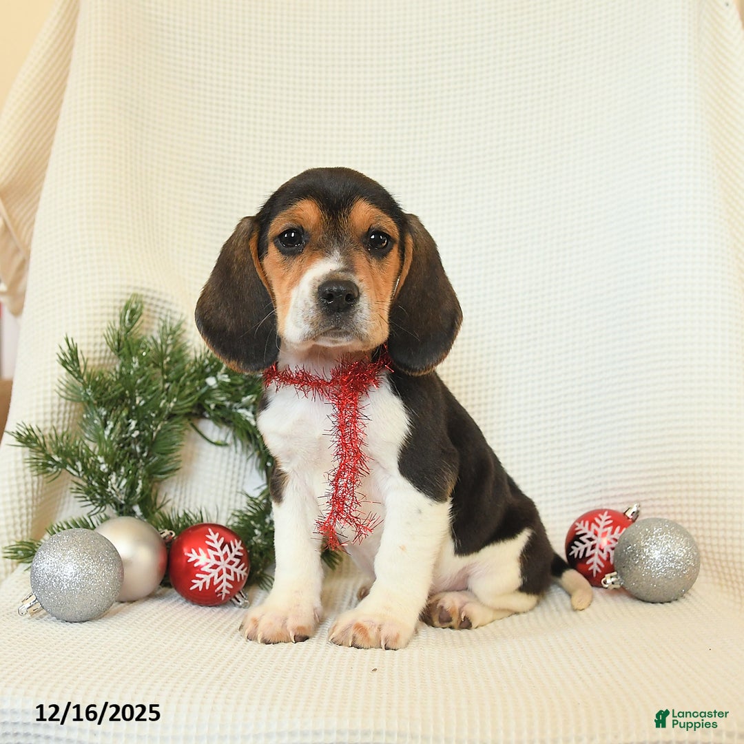 Beagle dogs for sale: Sunny   - Ad 2