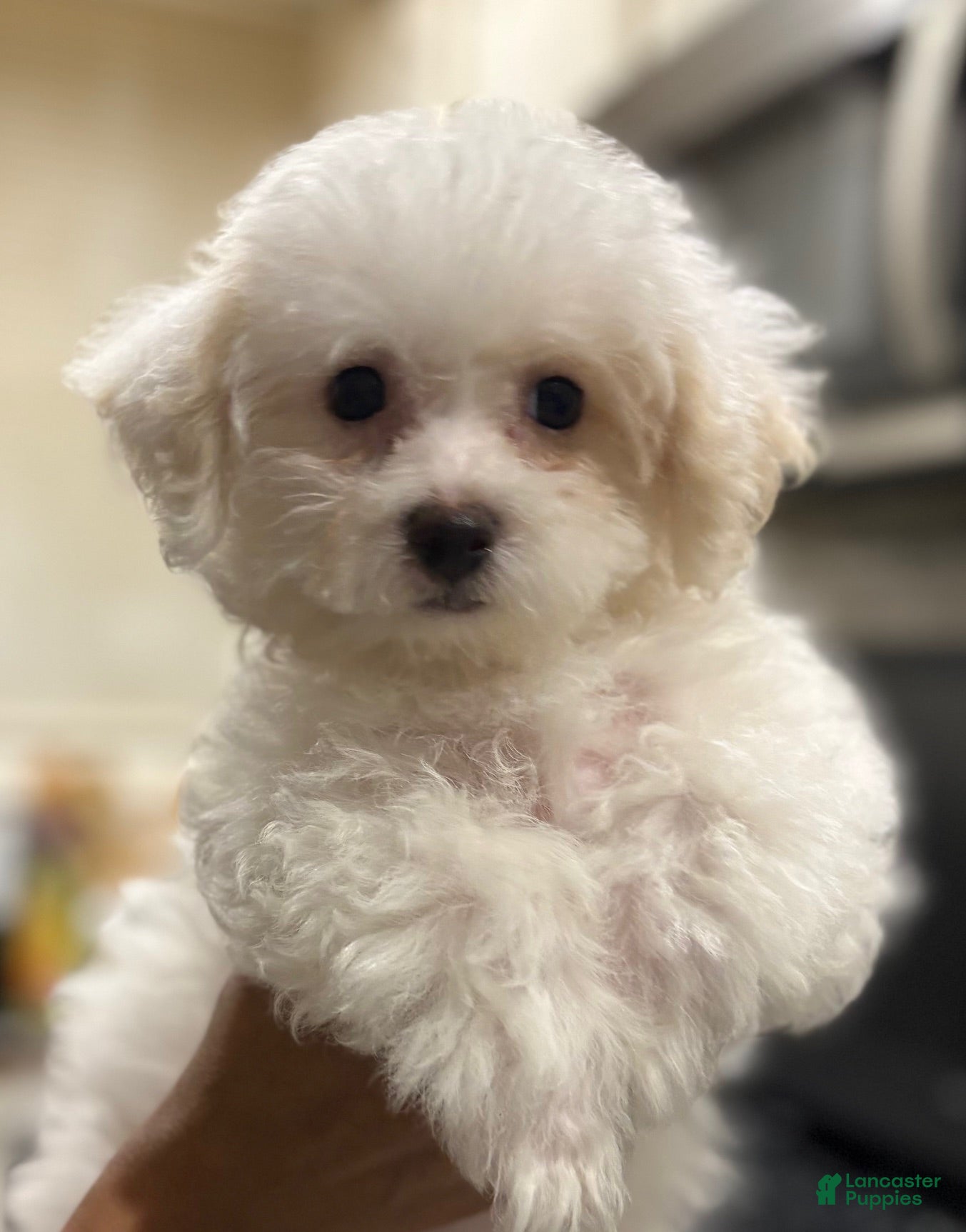 Teddy Bear dogs Winter - Ad 1