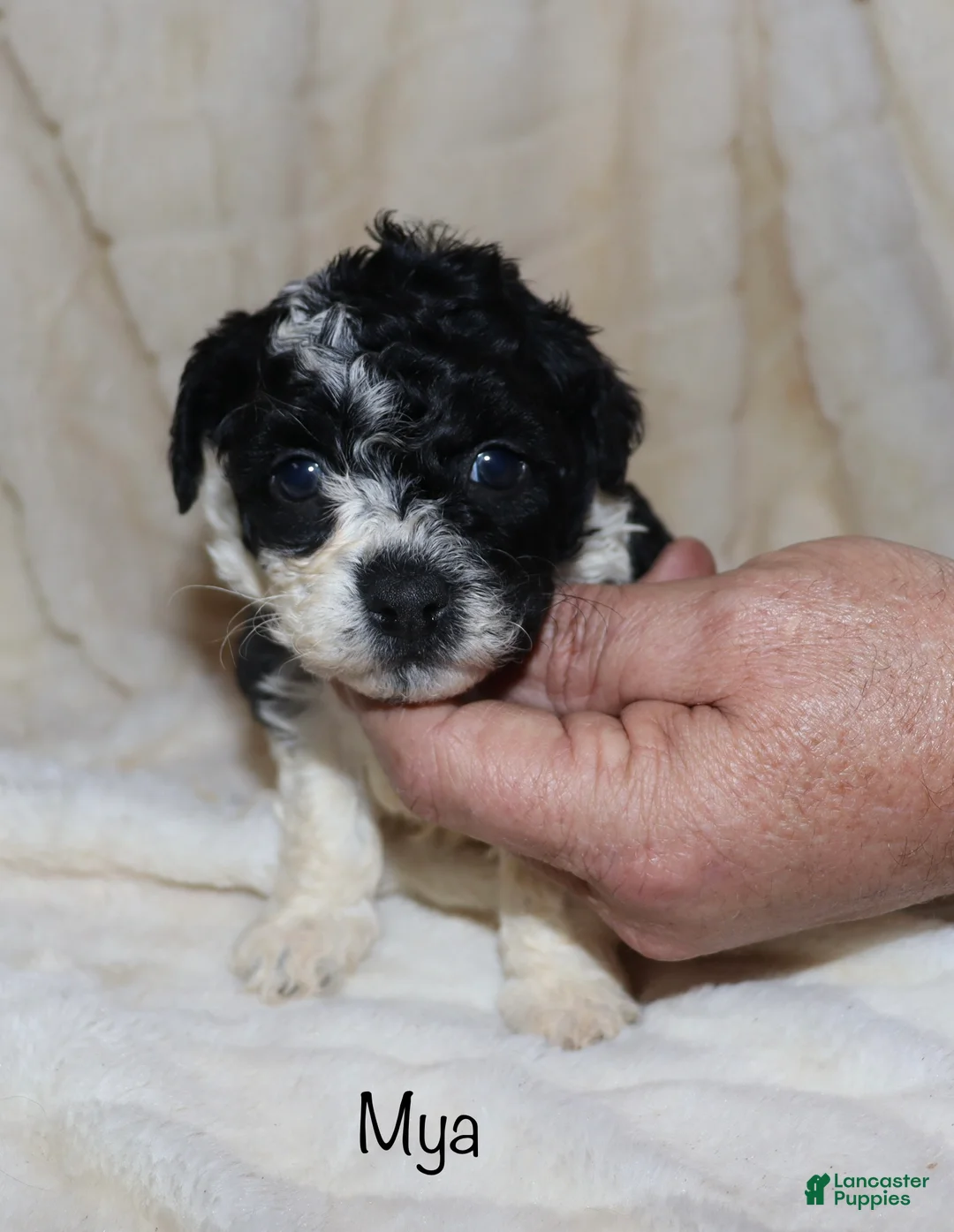 Toy Poodle dogs for sale: Mya - Ad 1