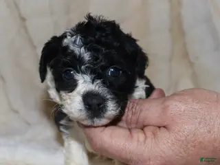 Toy Poodle dogs Mya - Ad 27