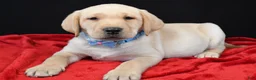 Labrador Retriever dogs for sale: Rocco - Ad 2