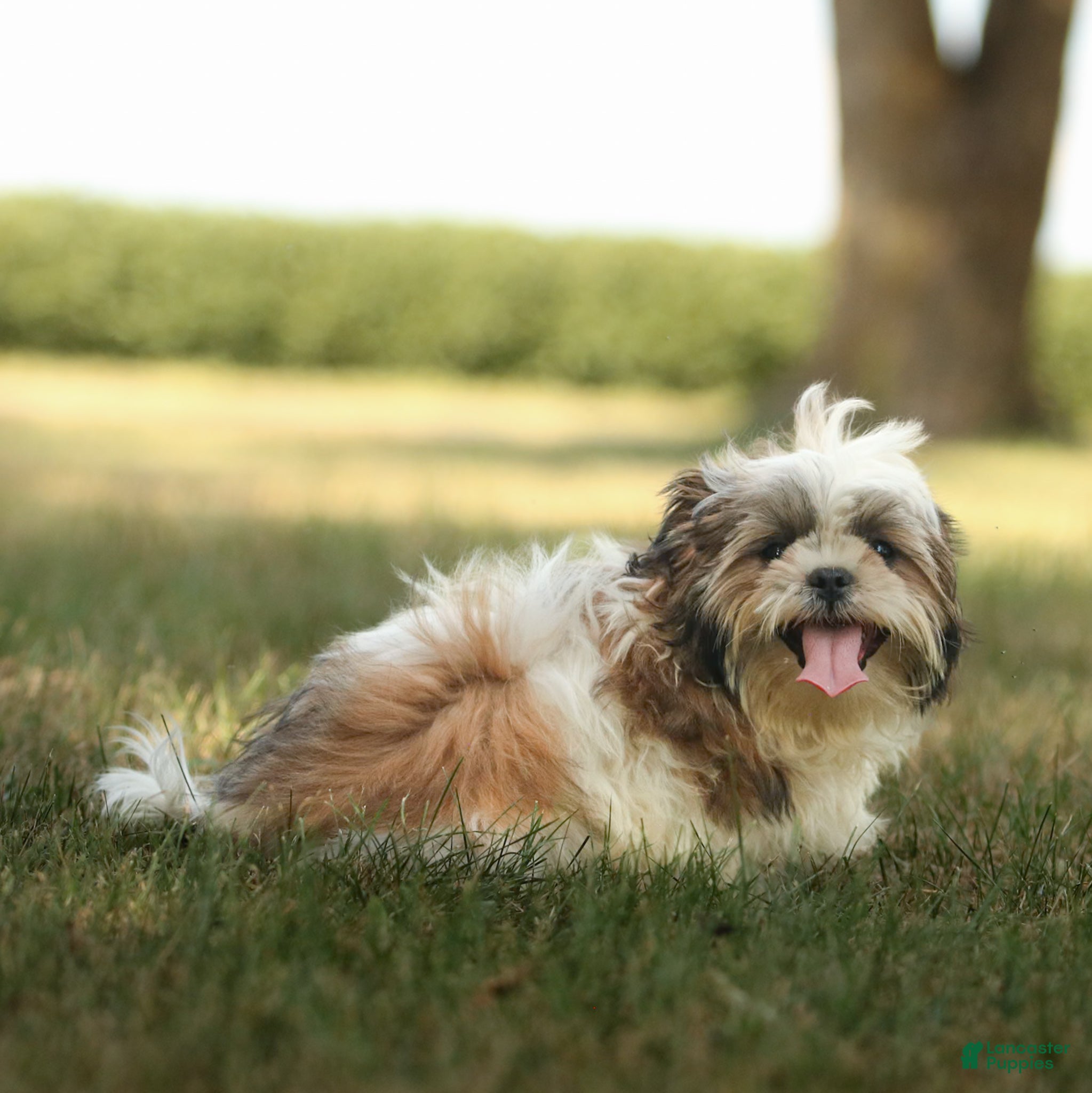 Shih Tzu dogs Cash - Ad 2