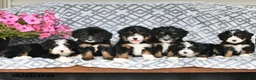 Mini Bernedoodle dogs for sale: Vicky - Ad 10