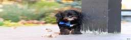 Cavapoo dogs for sale: Ash - Ad 8