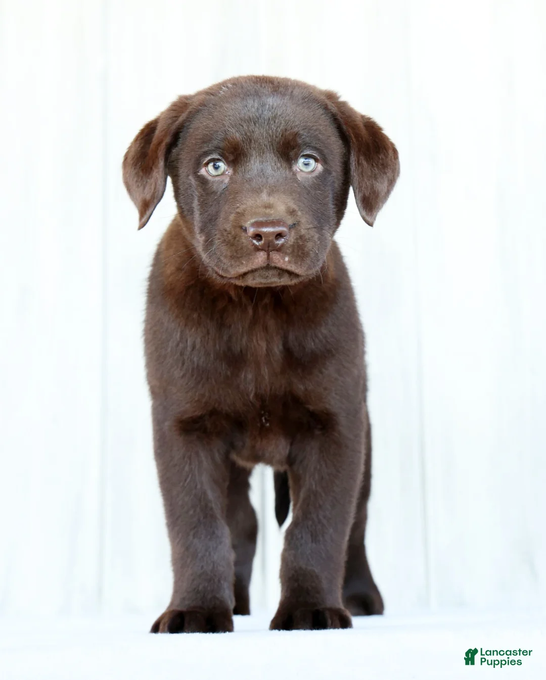 Labrador Retriever dogs for sale: Koda - Ad 4