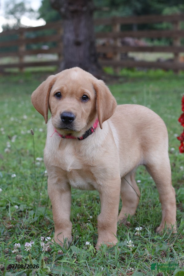 Labrador Retriever dogs Muffin - Ad 2