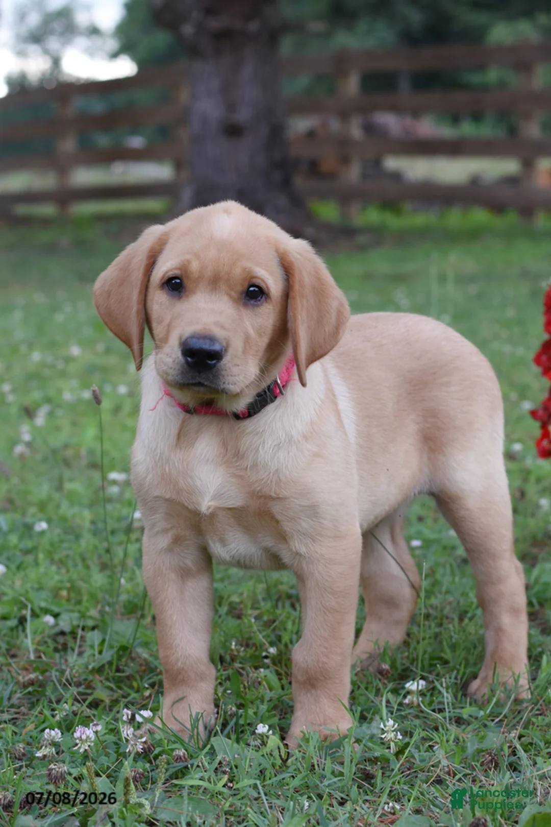 Labrador Retriever dogs for sale: Muffin - Ad 2