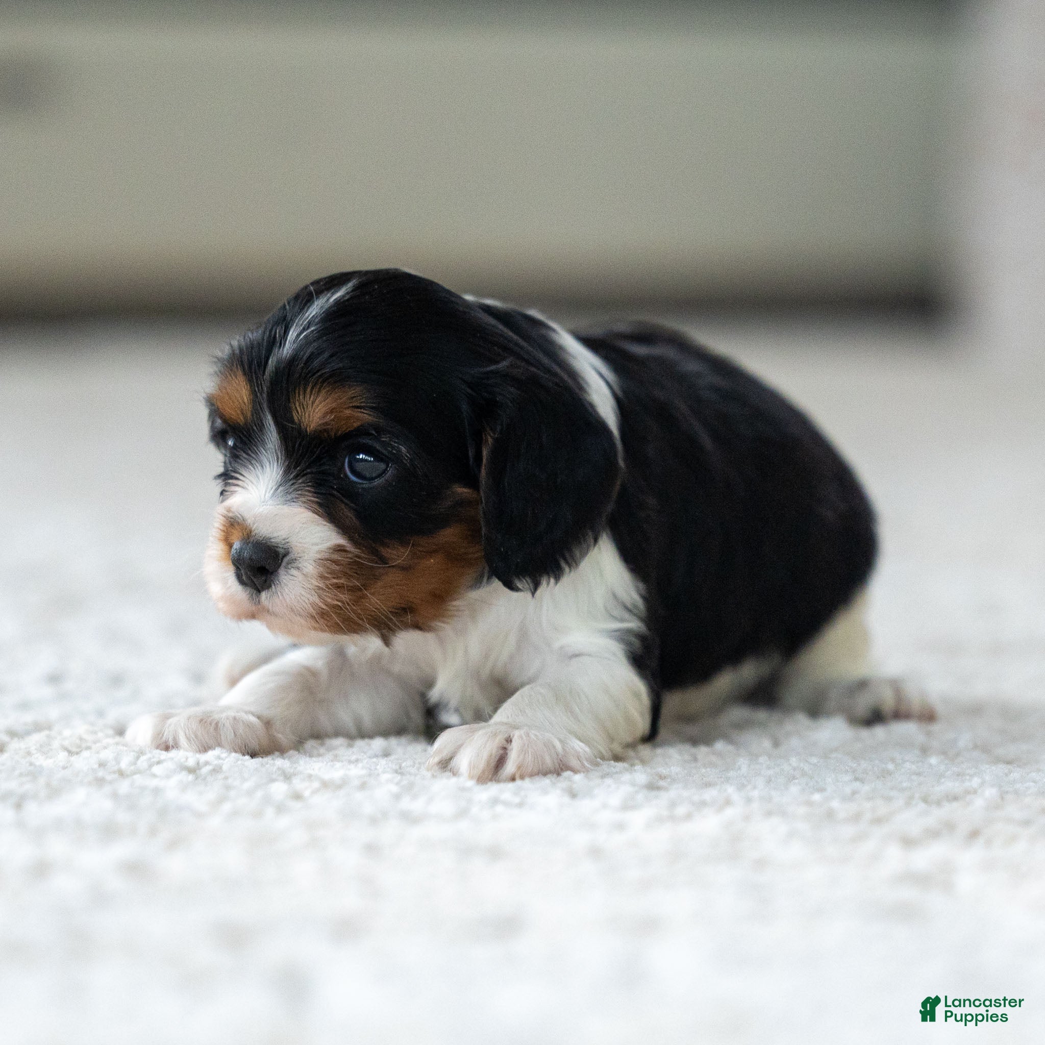 Cavalier King Charles Spaniel dogs Frost the Cavalier King Charles Spaniel - Ad 31