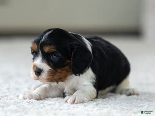 Cavalier King Charles Spaniel dogs Frost the Cavalier King Charles Spaniel - Ad 42