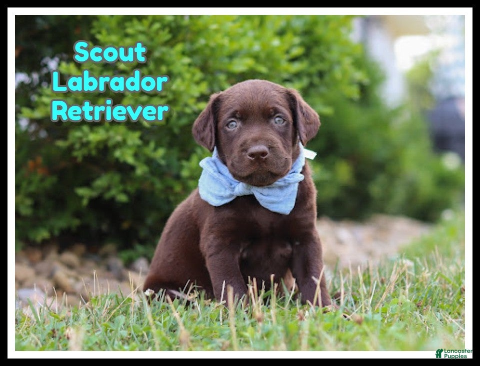 Labrador Retriever dogs Scout - Ad 1