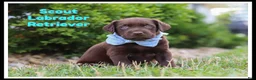 Labrador Retriever dogs for sale: Scout - Ad 1