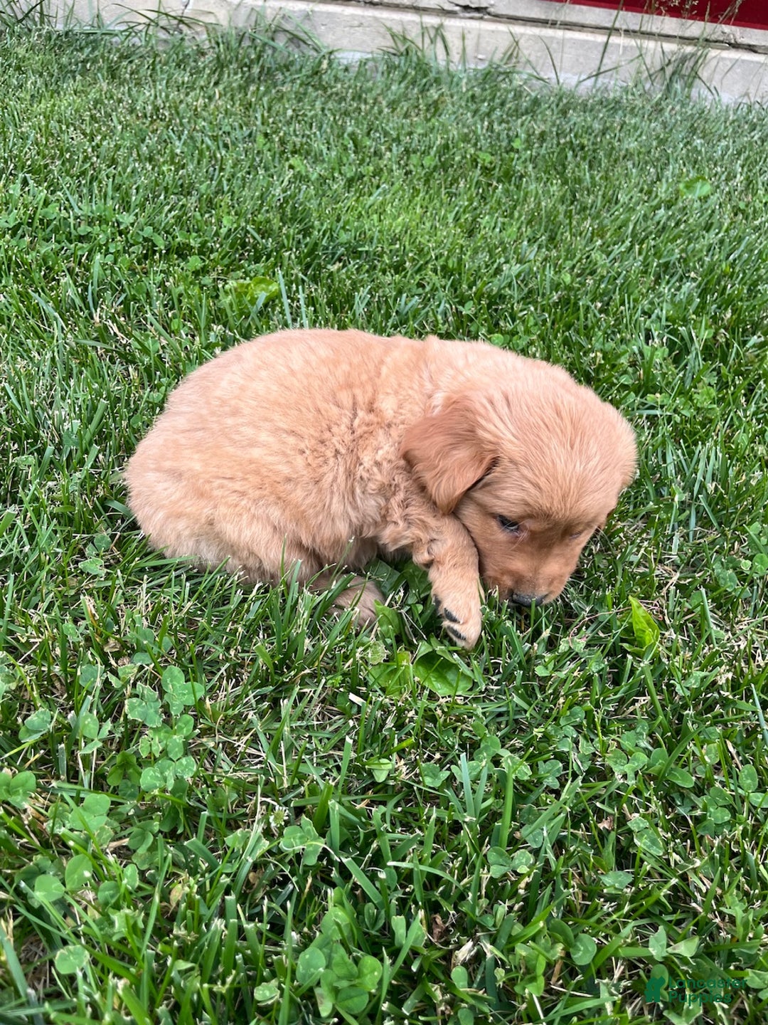 Golden Retriever dogs for sale: Baker - Ad 3