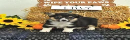 Welsh Corgi Pembroke dogs for sale: Lilly - Ad 4
