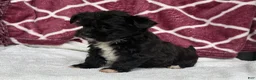 Yochon dogs for sale: Teddy - Ad 9