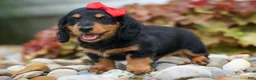 Miniature Dachshund dogs for sale: Tucker 🐶 - Ad 4