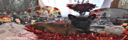 Belgian Malinois dogs for sale: Skye - Ad 3