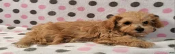 Yorkiepoo dogs for sale: Honey Latte - Ad 4