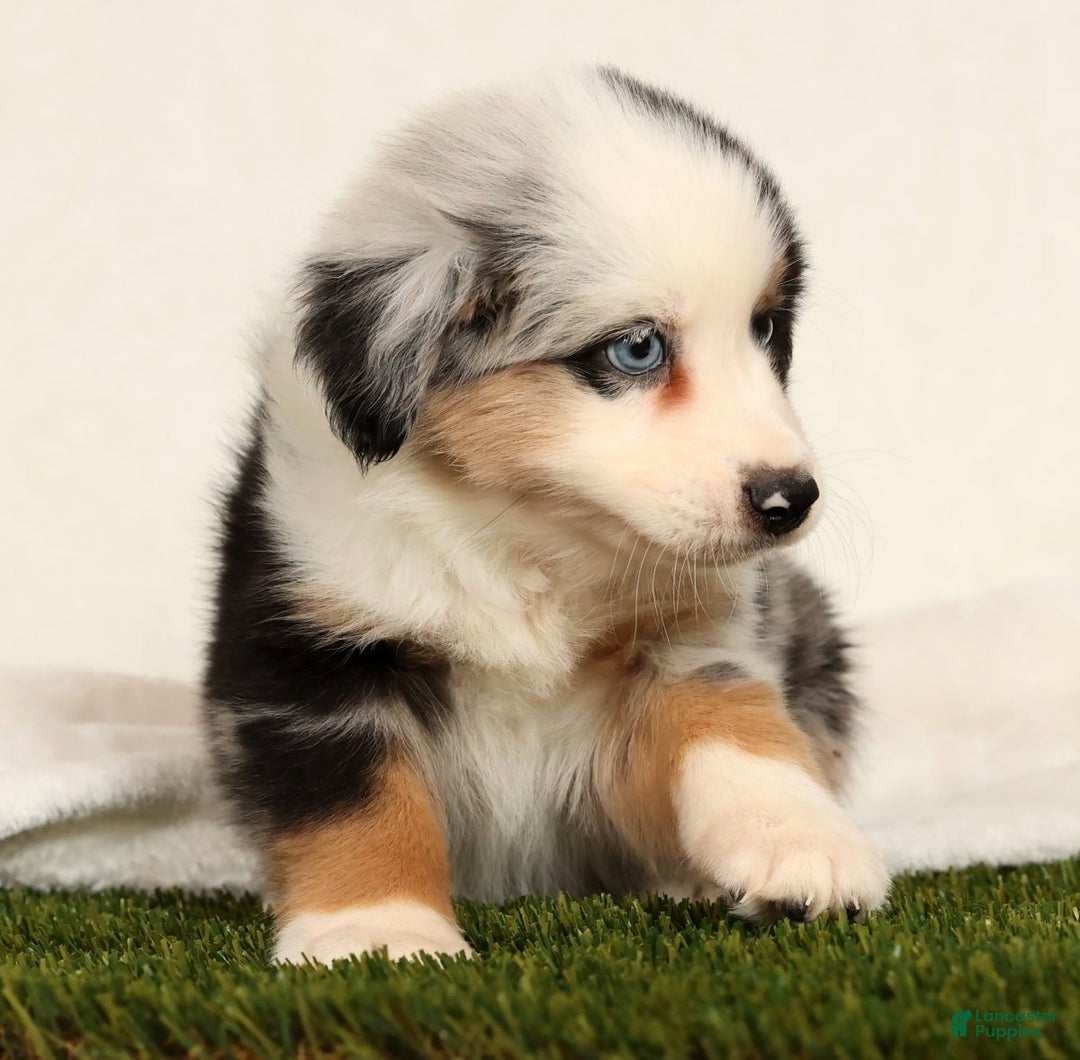 Miniature Australian Shepherd dogs for sale: Dexter - Ad 9