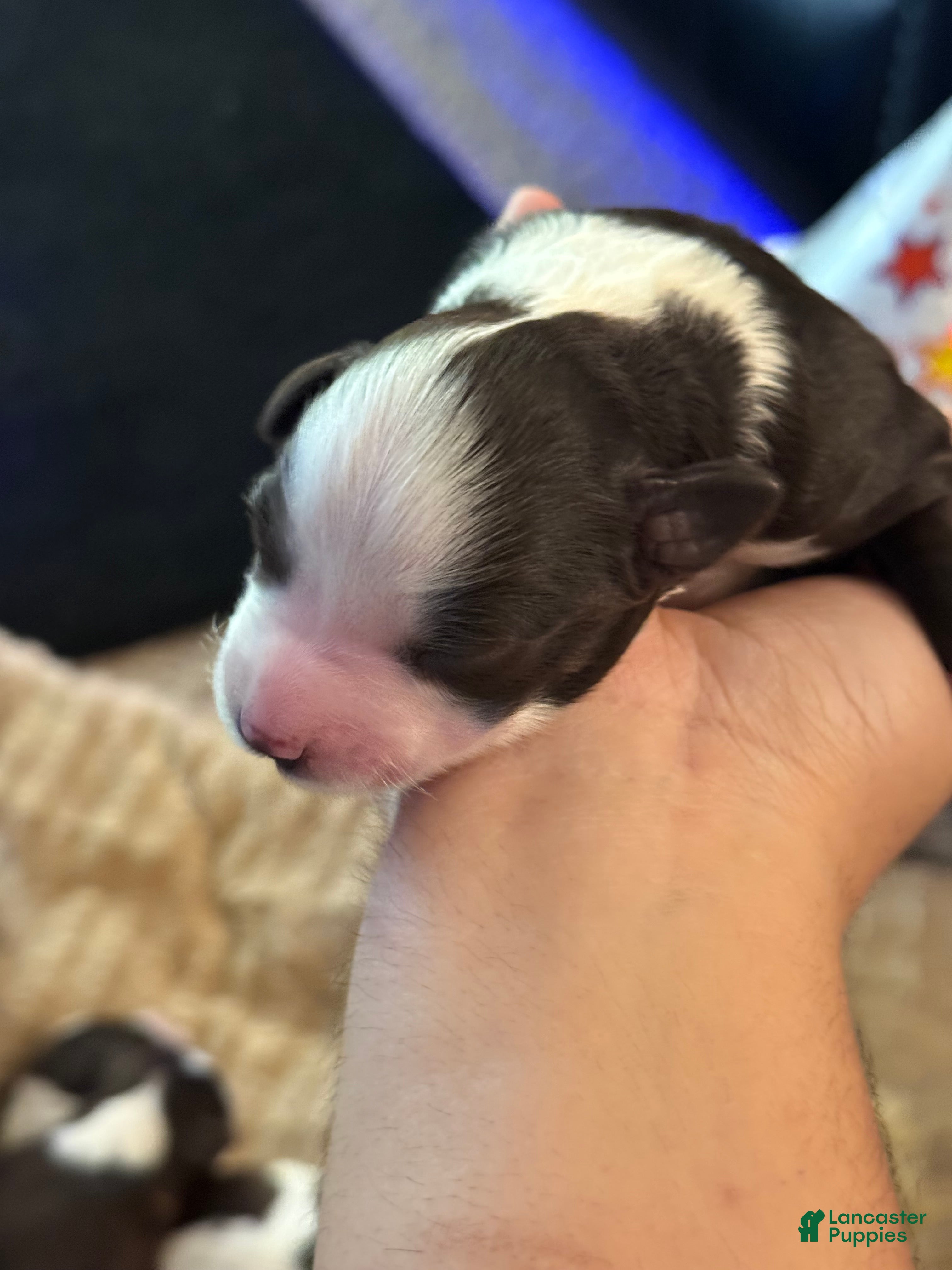 Miniature Schnauzer dogs for sale: Miniature Schnauzer 3 - Ad 7