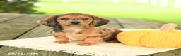 Miniature Dachshund dogs for sale: Angel - Ad 3
