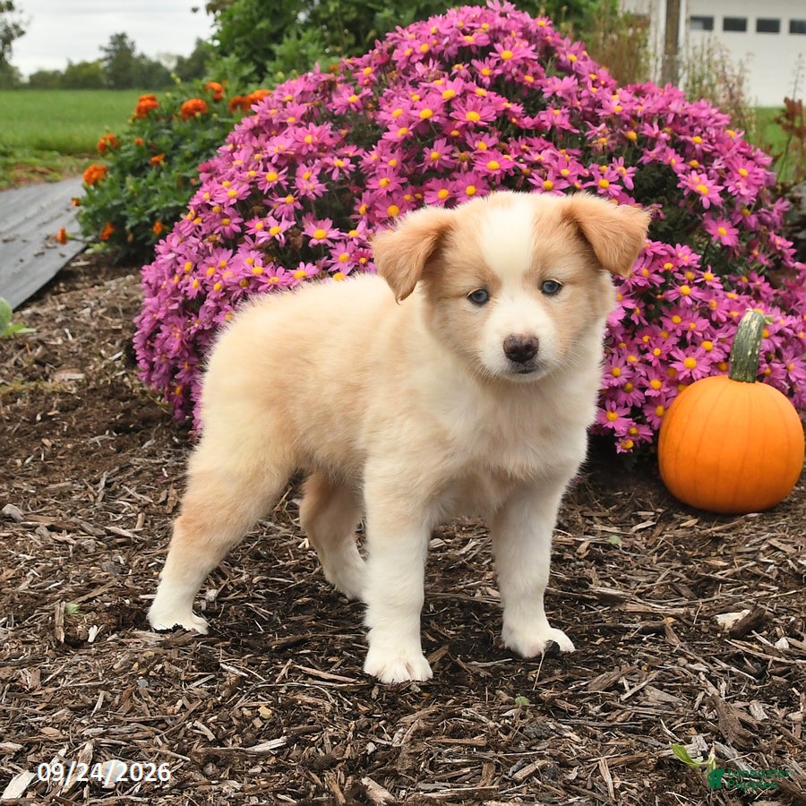 Miniature Australian Shepherd dogs June - Ad 1