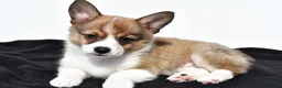 Mixed Breed dogs for sale: Ollie - Ad 2