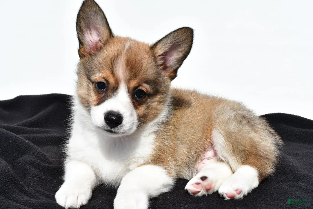 Mixed Breed dogs for sale: Ollie - Ad 2