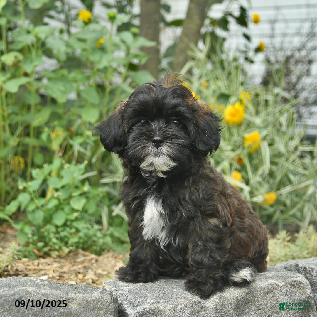Shih Poo Adult Black Poodle Chitsue Dog Shih Tzu And Poodle Breed