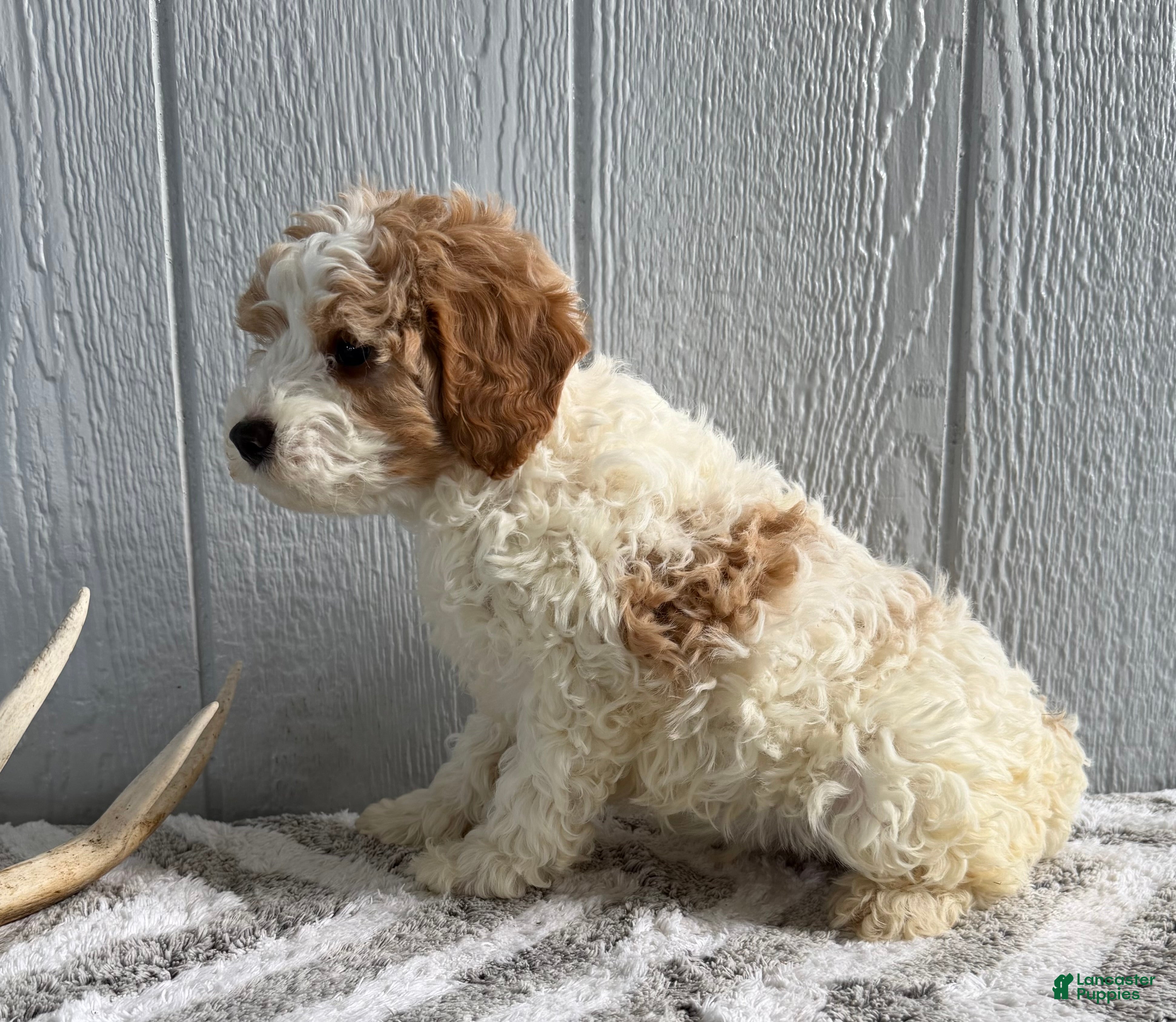 Mini Goldendoodle dogs Rocket - Ad 2