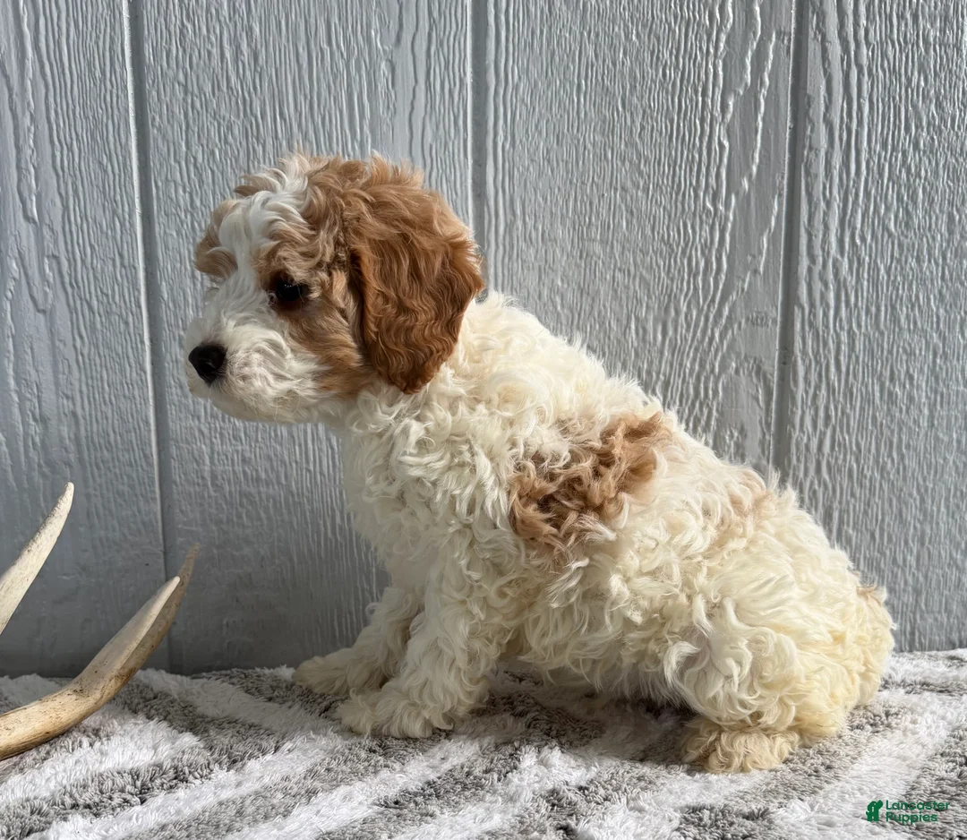 Mini Goldendoodle dogs for sale: Rocket - Ad 2