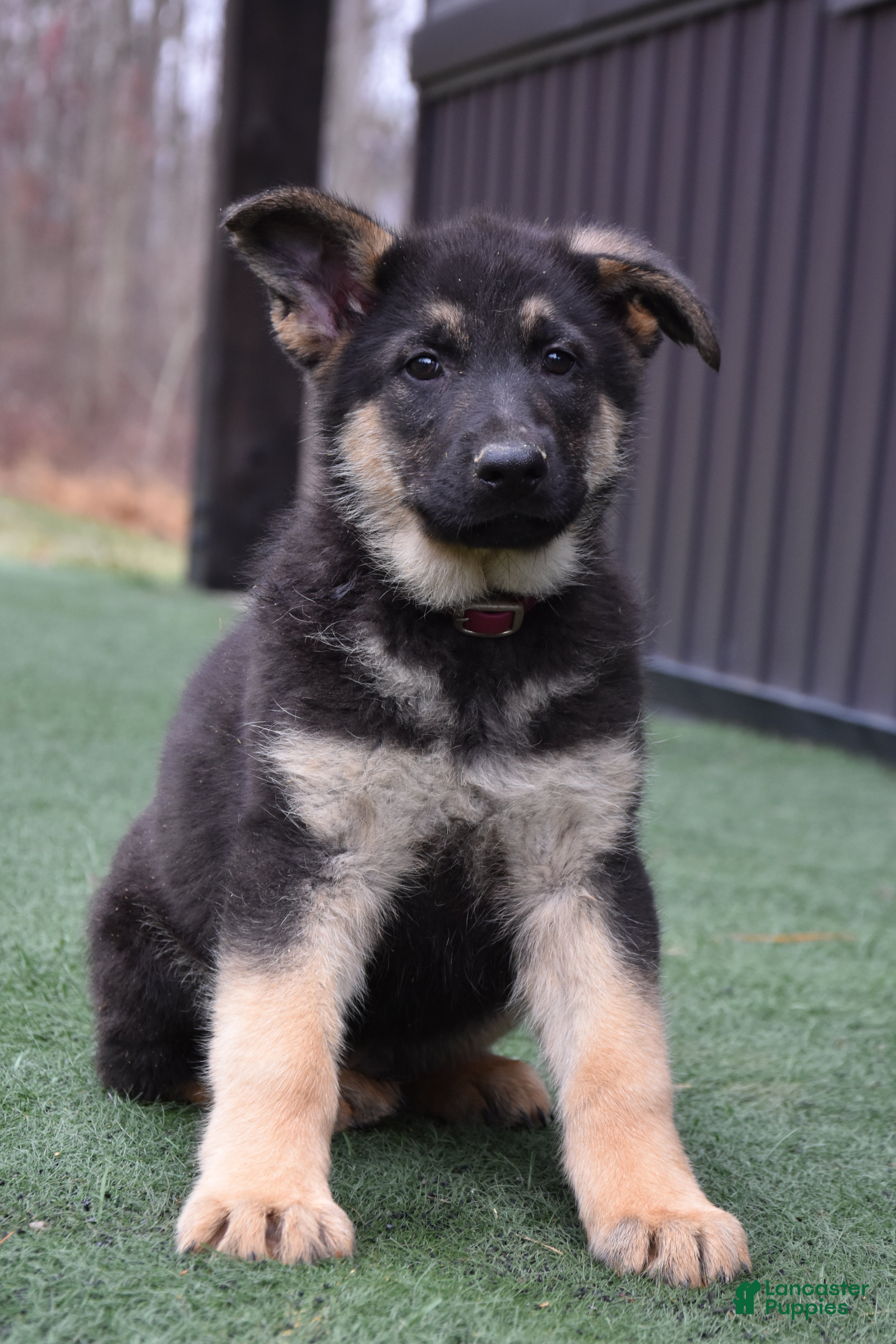 German Shepherd dogs Lexington - Ad 42