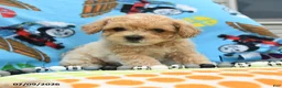 Bichpoo dogs for sale: Captain - Ad 2