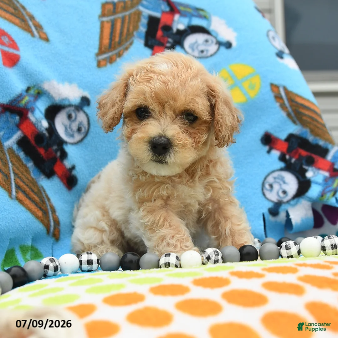 Bichpoo dogs for sale: Captain - Ad 2