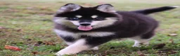 Pomsky dogs for sale: Sylveon - Ad 4
