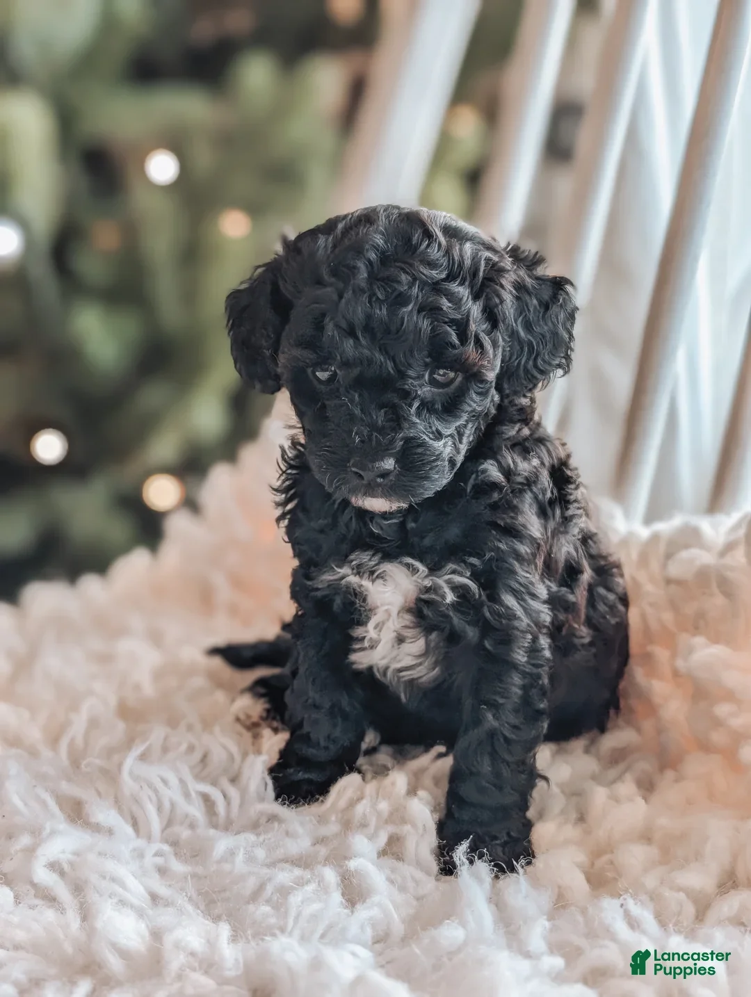 Toy Poodle dogs for sale: Noel - Ad 4