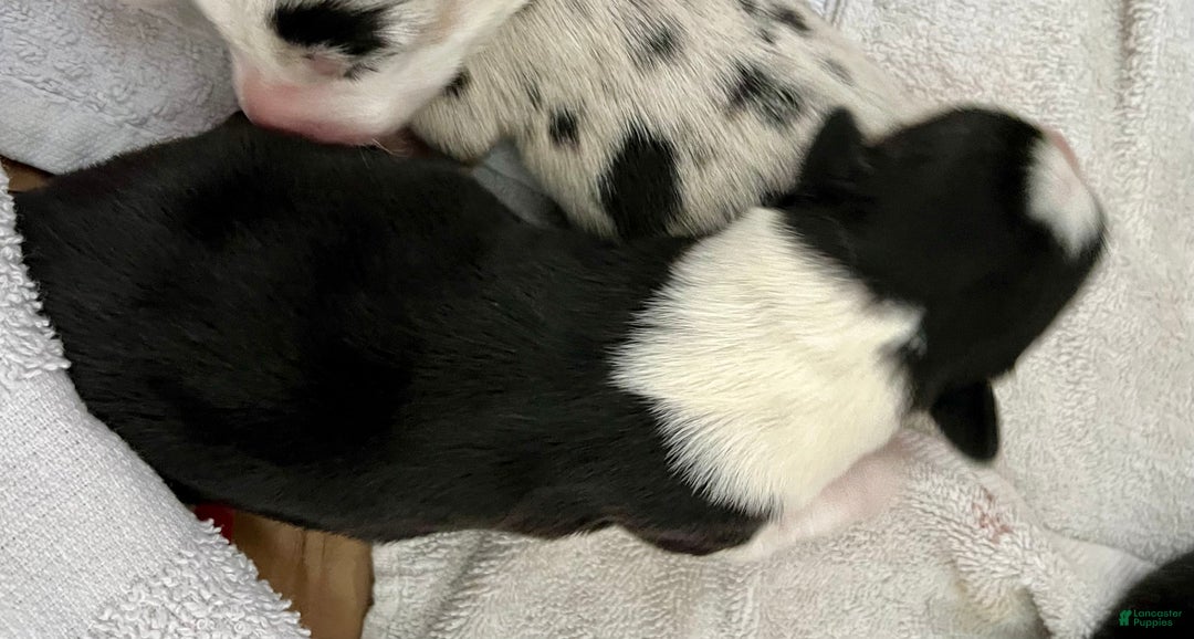 Welsh Corgi Cardigan dogs for sale: Welsh Corgi Cardigan Puppy 3: Goldie - Ad 3