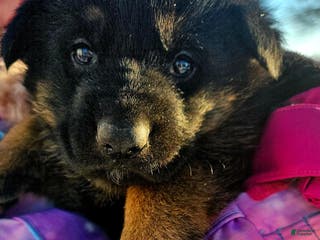 German Shepherd dogs Bingo - Ad 8